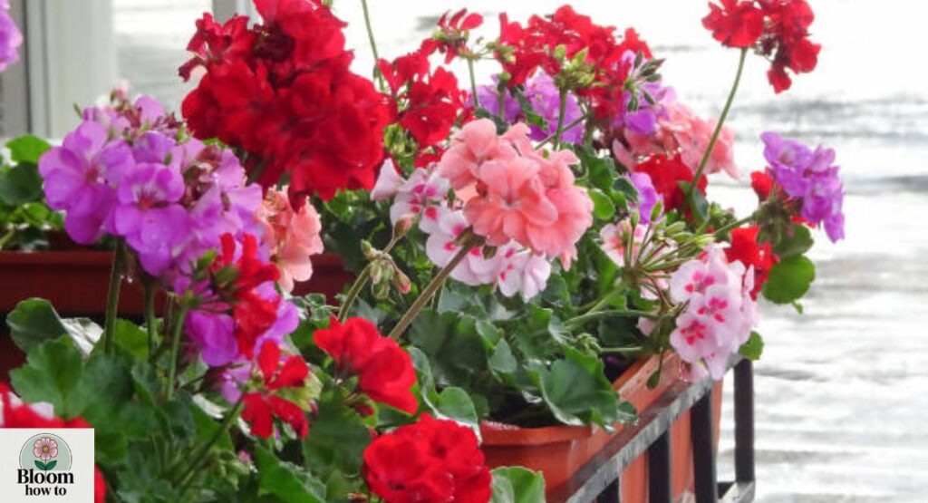 Geranium (Pelargonium)