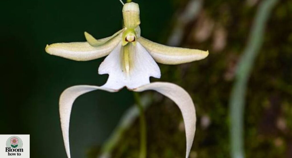 Ghost Orchid (Dendrophylax lindenii)