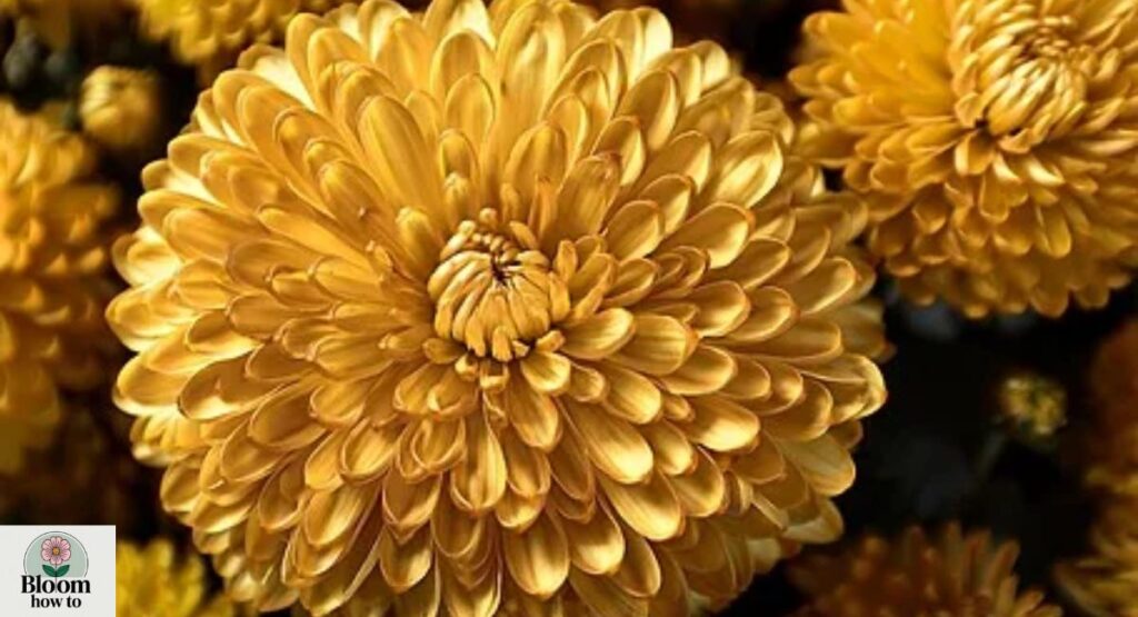 Golden Chrysanthemum