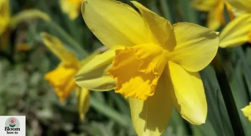 Golden Daffodil