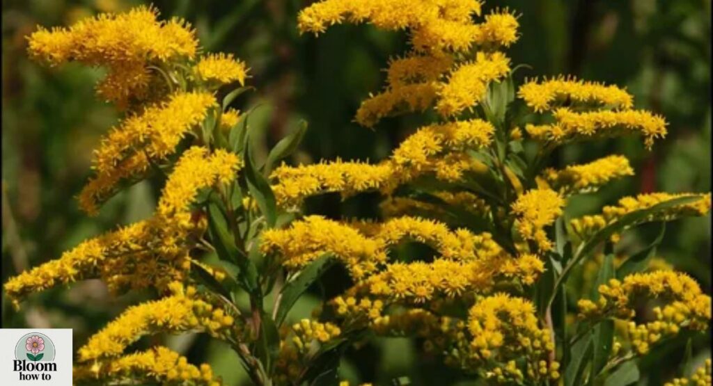 Goldenrod (Solidago)