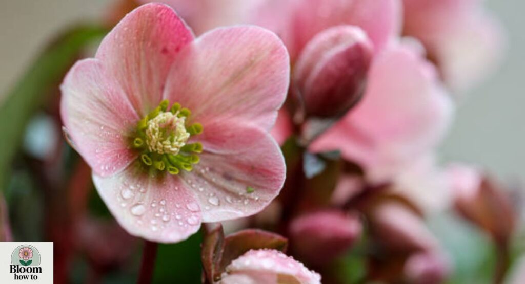 Hellebore (Christmas Rose)