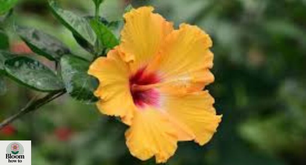 Hibiscus (Dwarf Indoor Type)