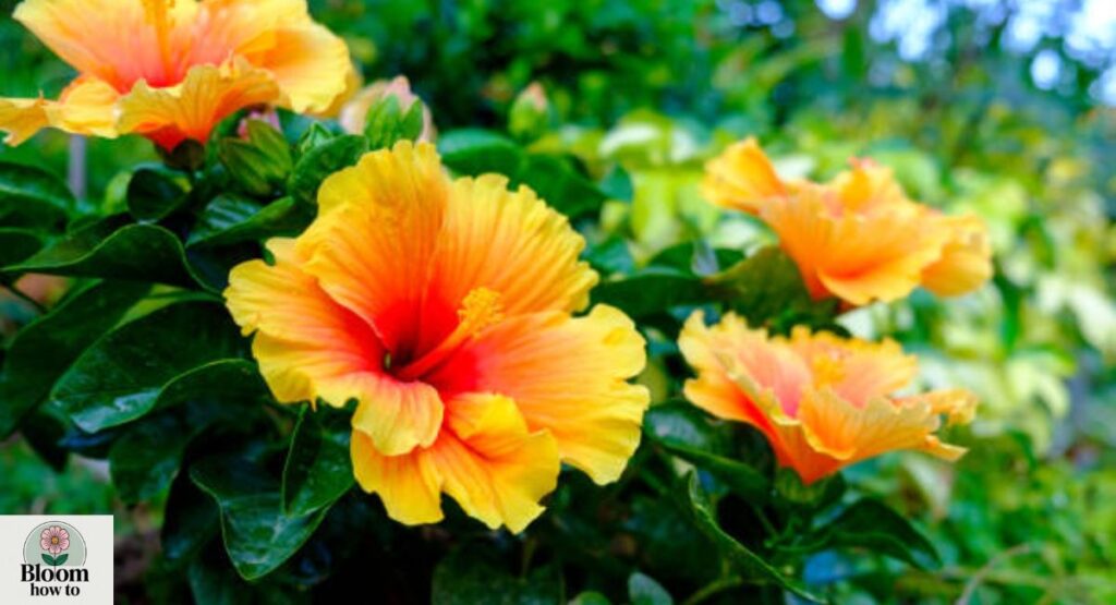 Hibiscus (Hibiscus rosa-sinensis)