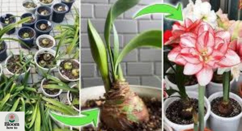 How to Wake Up and Re-Bloom Your Amaryllis