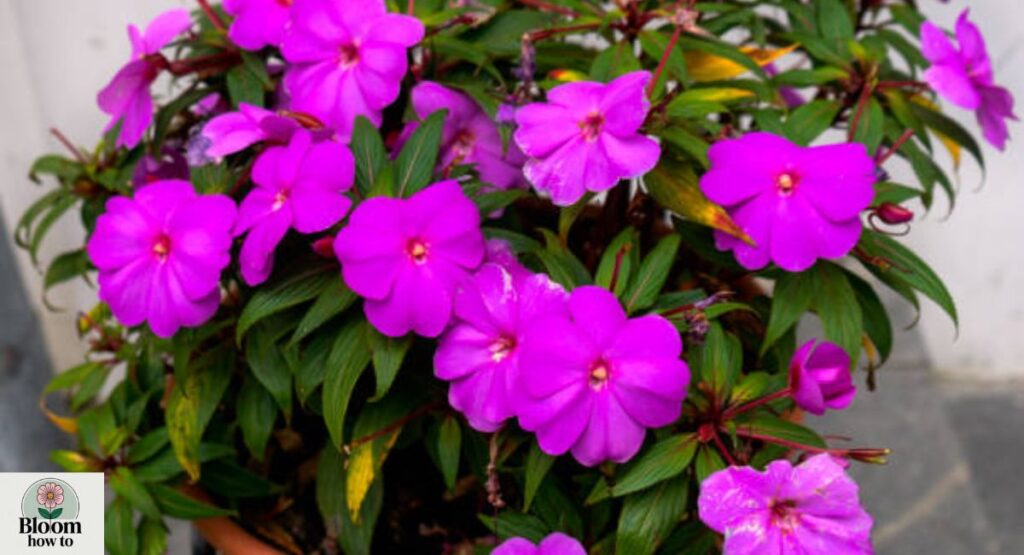 Impatiens (Busy Lizzie)
