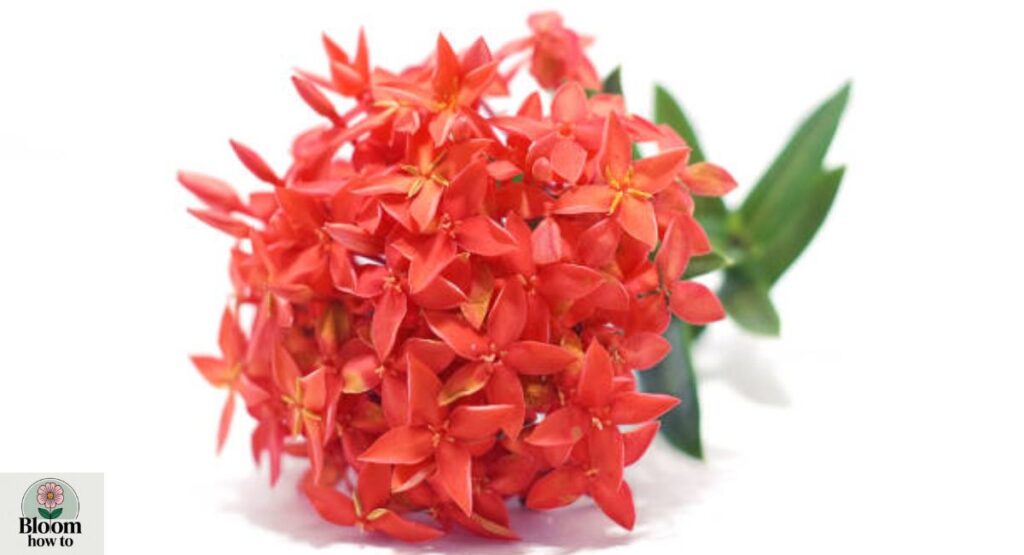 Ixora (Jungle Geranium)