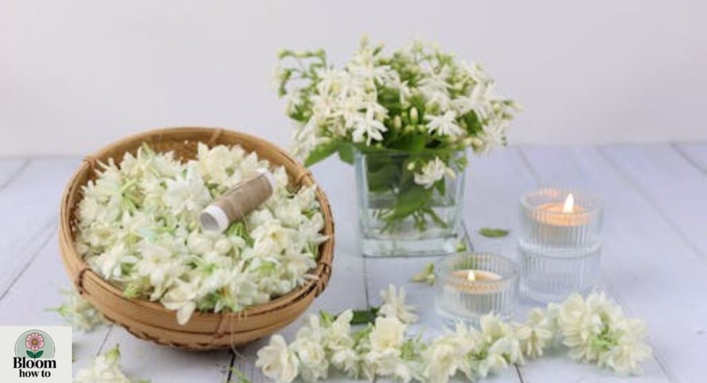 Jasmine (Indoor Varieties)