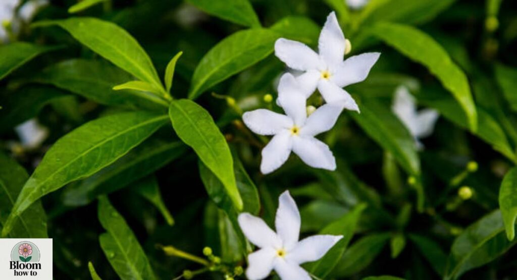Jasmine (Jasminum sambac)