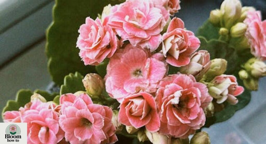 Kalanchoe (Widow’s Thrill)