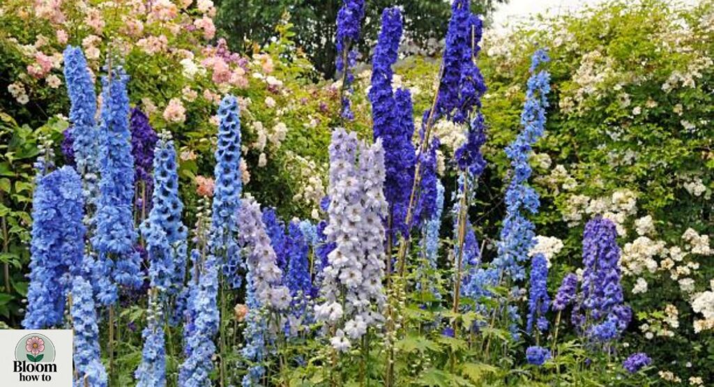 Larkspur