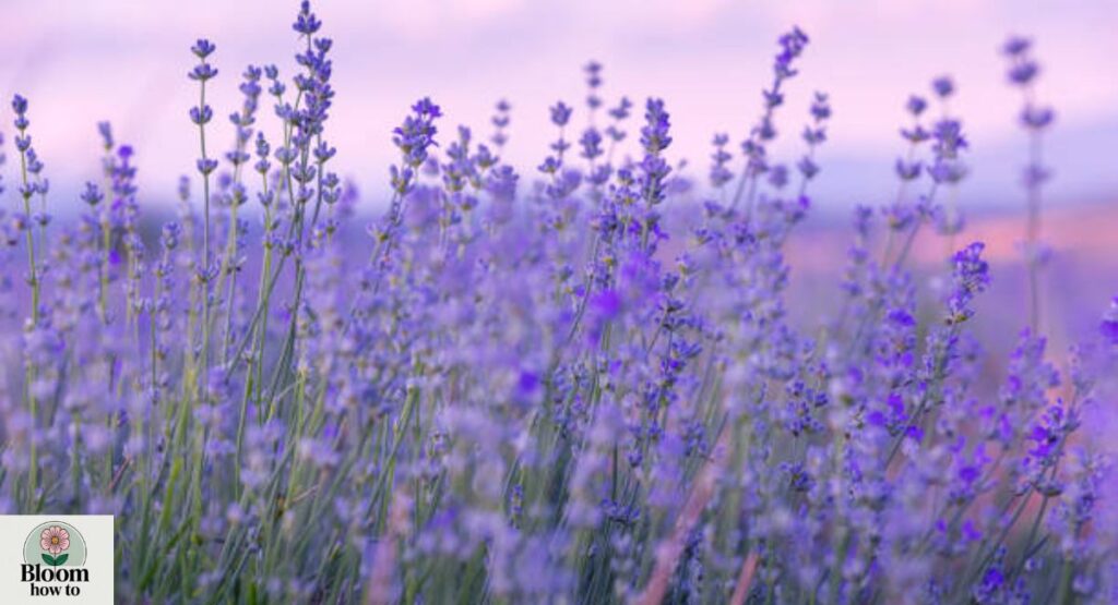 Lavender (Lavandula angustifolia)