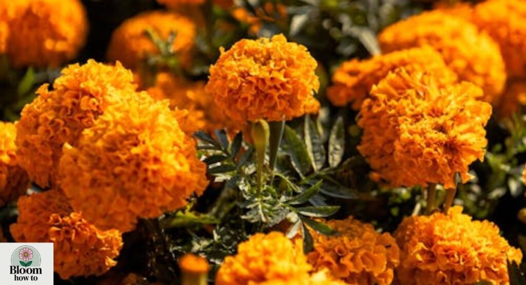 Marigold (Tagetes)