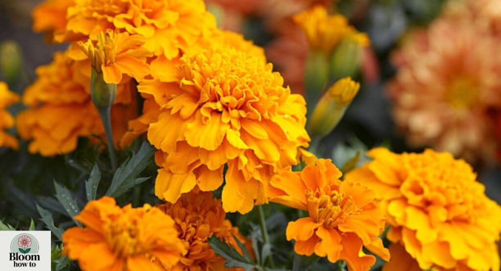 Marigold (Tagetes erecta)