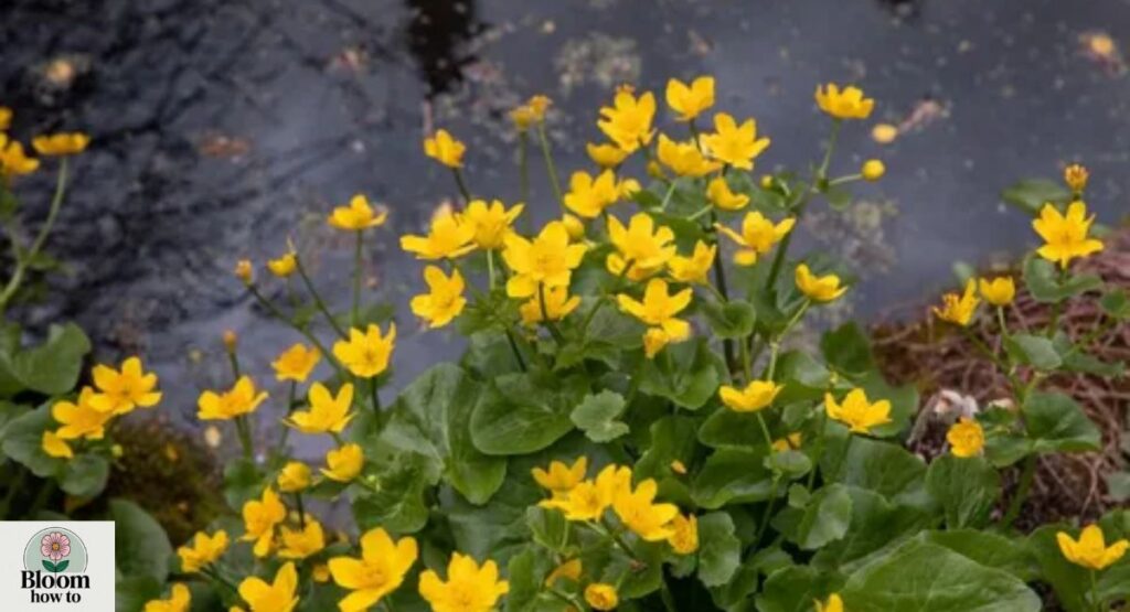 Marsh Marigold