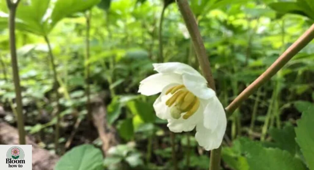 Mayapple