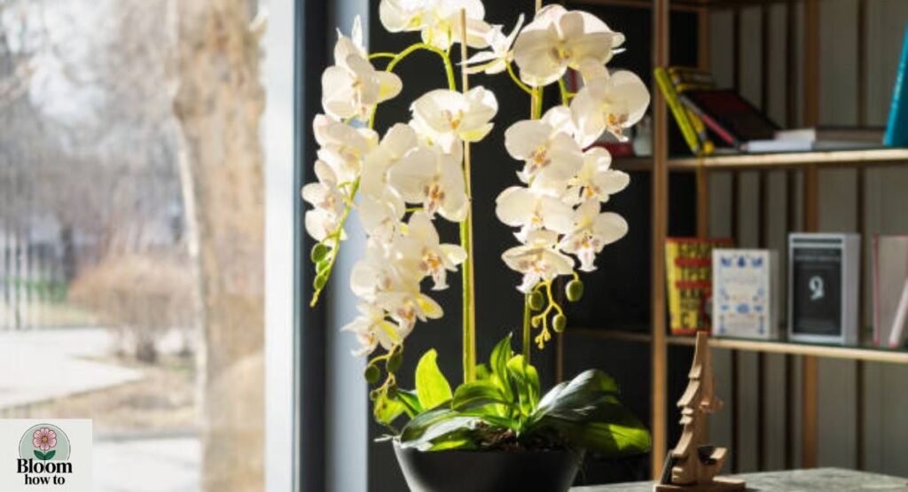 Orchid (Phalaenopsis)