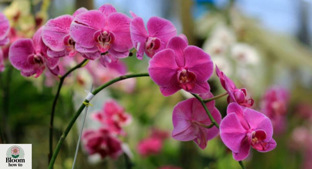 Orchid (Phalaenopsis amabilis)