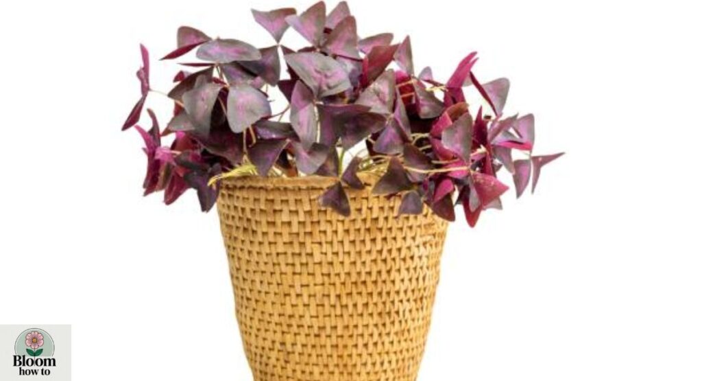 Oxalis (Purple Shamrock)