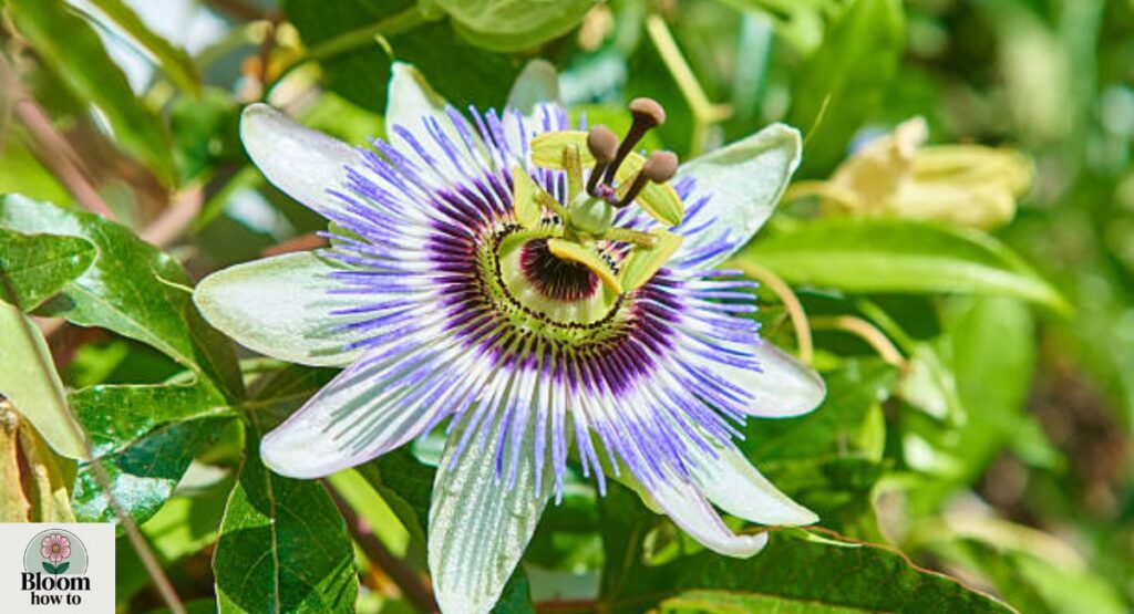 Passion Flower (Passiflora caerulea)