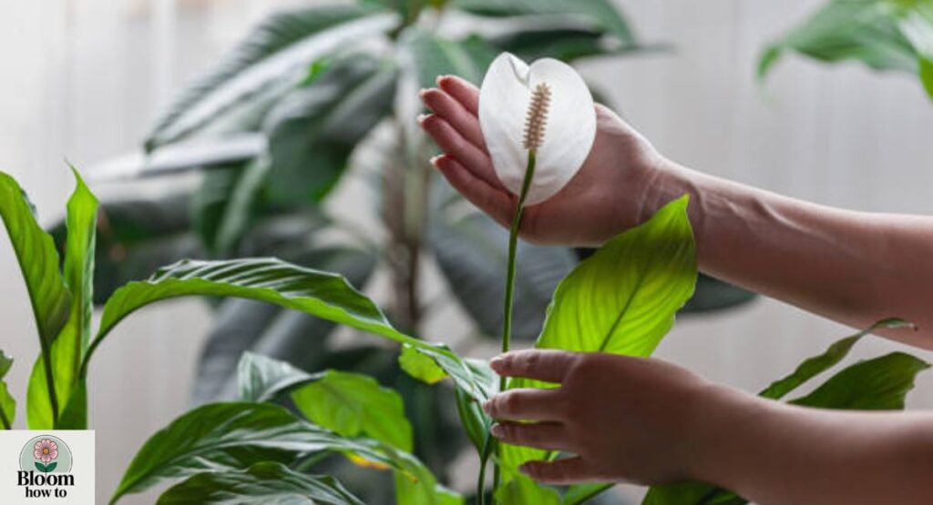 Peace Lily (Spathiphyllum)