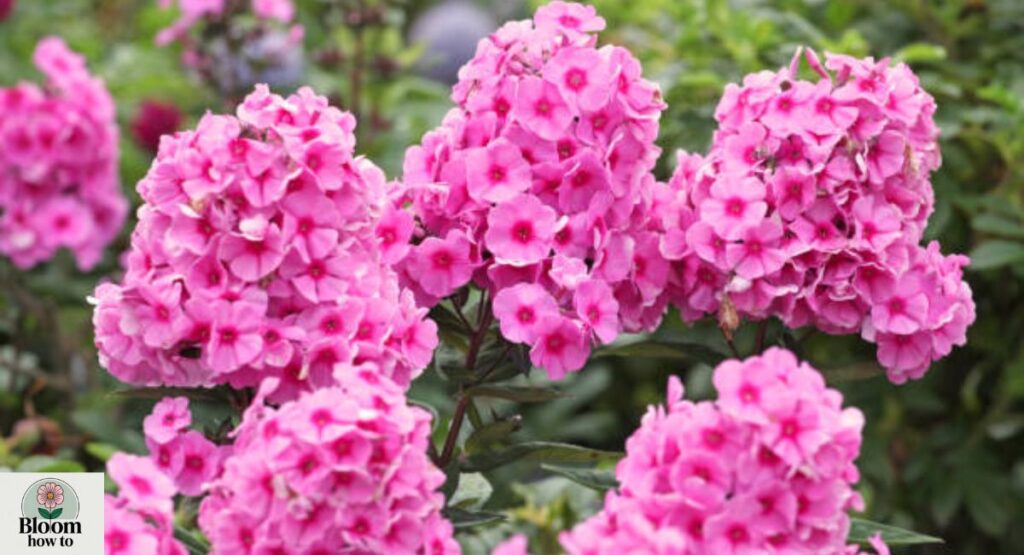 Phlox