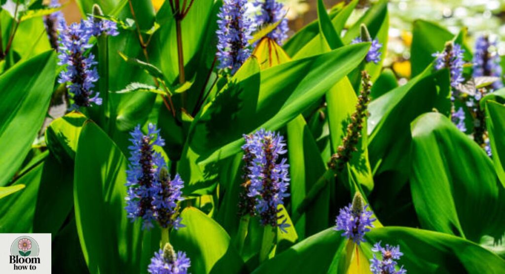 Pickerelweed
