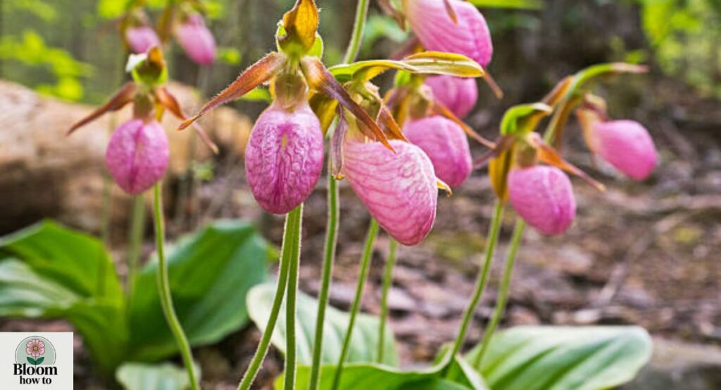 Pink Lady’s Slipper