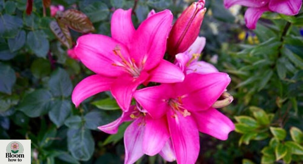 Pink Lily Flowers