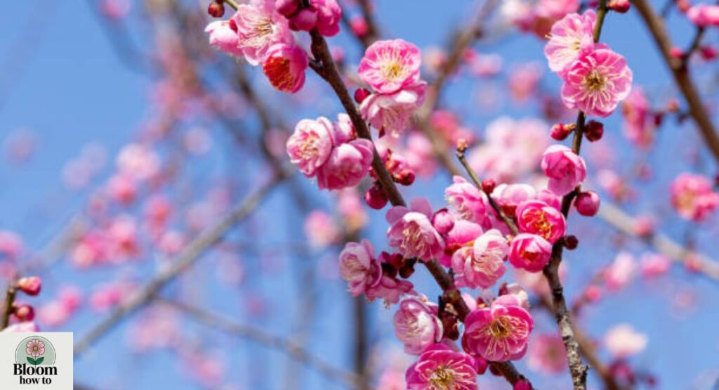 Plum Blossom 