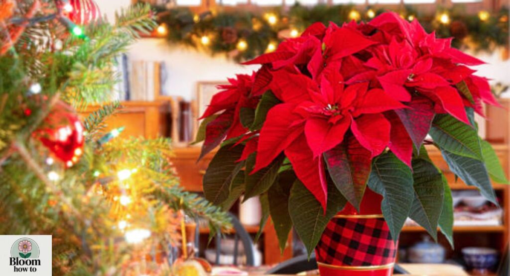 Poinsettia (Christmas Flower)