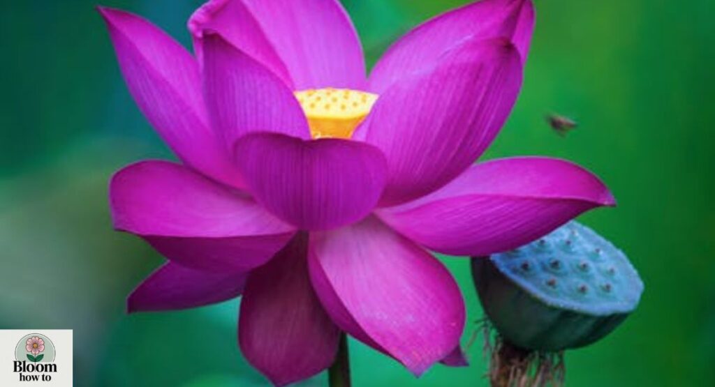 Purple Aquatic Flowers