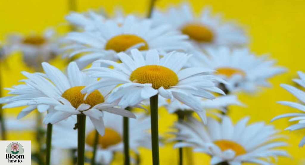 Shasta Daisy