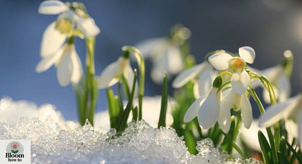 Snowdrop