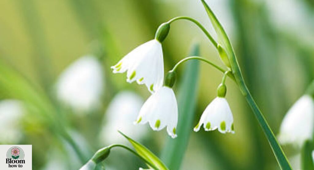 Snowflake (Leucojum)