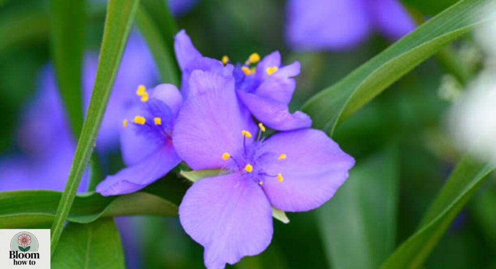 Spiderwort