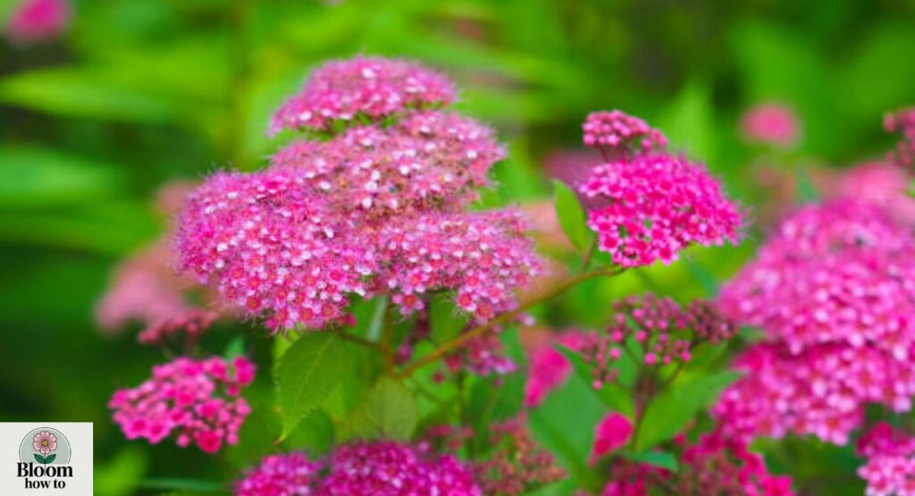 Spirea