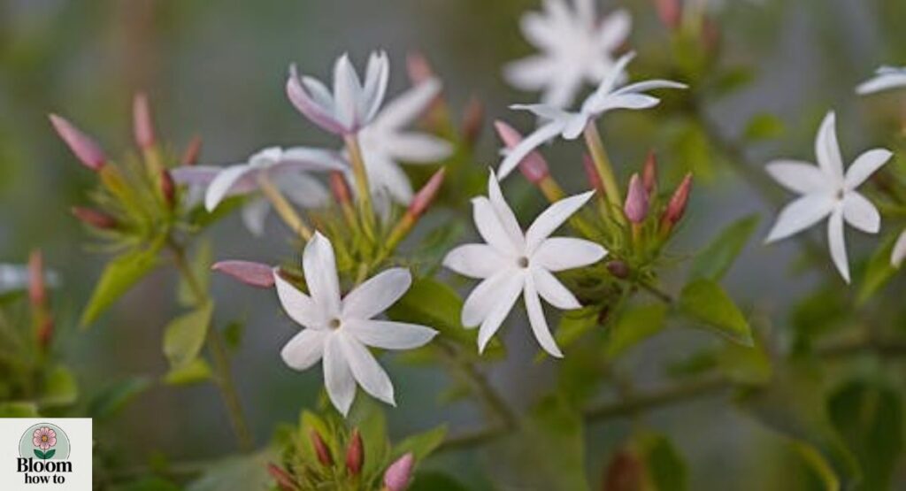 Star Jasmine