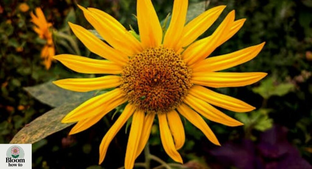 Sunflower (Helianthus)