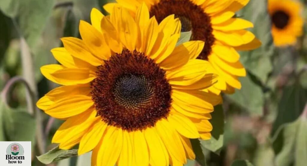 Sunflower (Helianthus annuus)