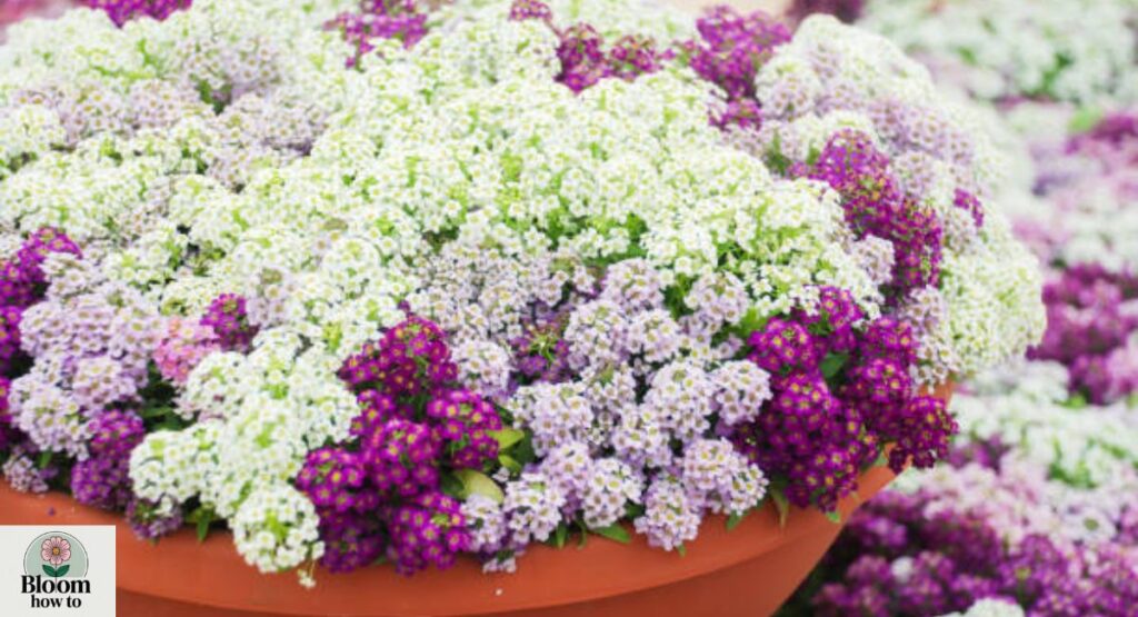 Sweet Alyssum