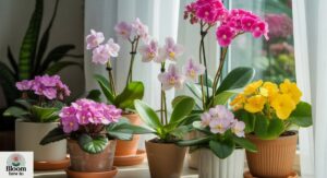 Top 20 Indoor Flowering Plants and Potted Flowers That Bloom All Year – Best Indoor Plants to Grow at Home