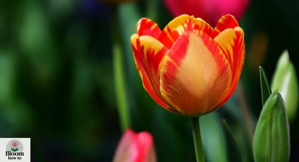 Tulip (Tulipa gesneriana)