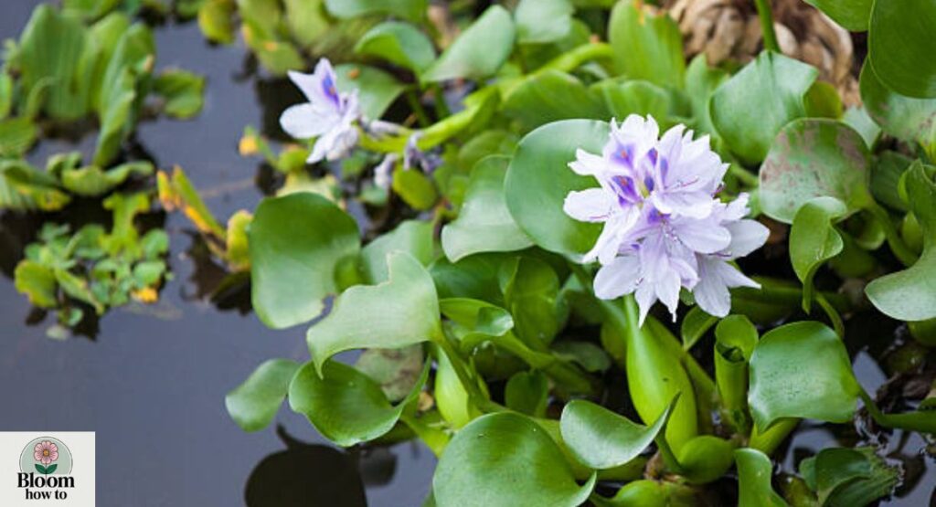 Water Hyacinth