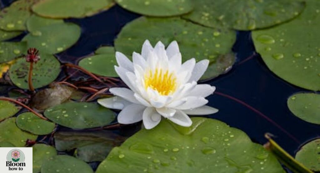 White Aquatic Flowers