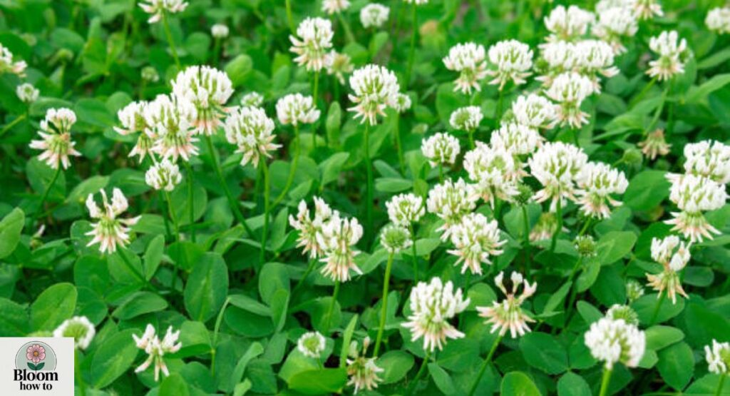 White Clover