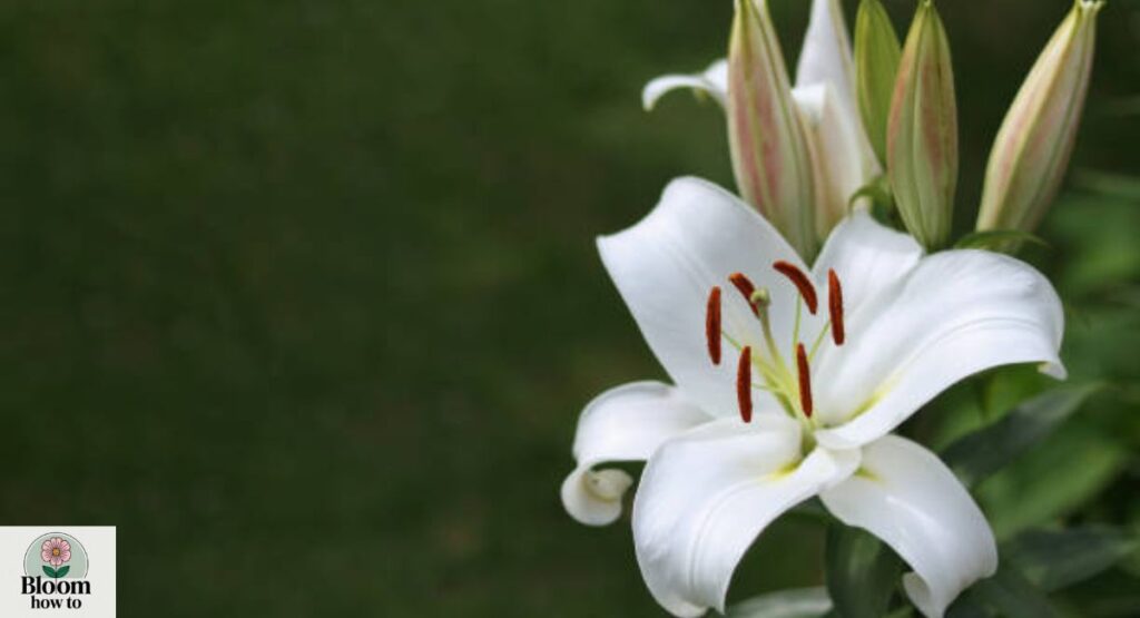 White Lily Flowers