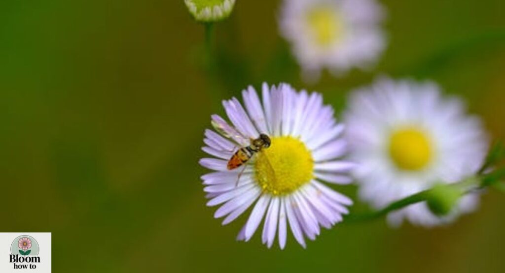 Wild Aster