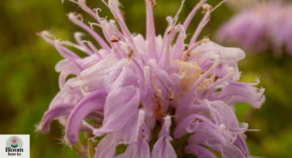Wild Bergamot