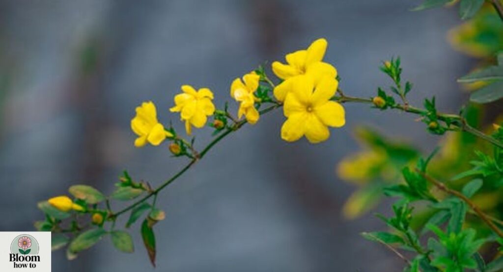 Winter Jasmine
